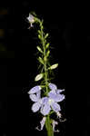 American bellflower